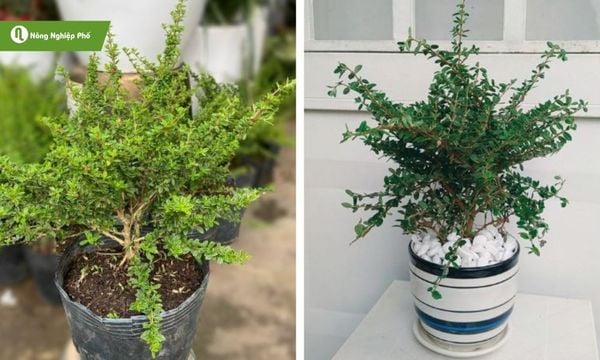 Chăm sóc cây hàm hương đúng cách cho cây xanh tốt quanh năm