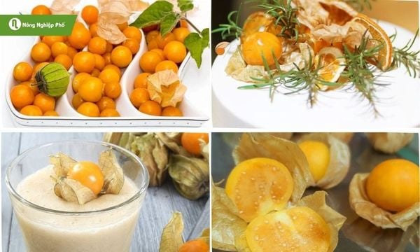 Một số công dụng từ cây thù lù