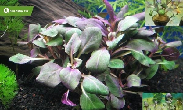 Cây thủy sinh hồng ba tiêu là loài cây lá màu đỏ hồng, thường được trồng trong hồ thủy sinh để trang trí.