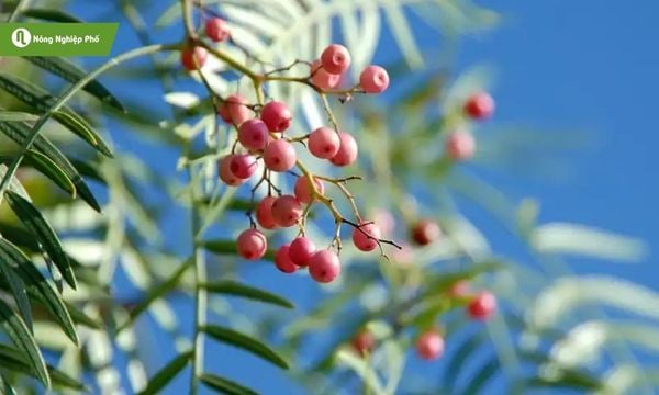 Tiêu hồng điểm nhấn độc đáo giữa thế giới các loại tiêu quen thuộc.