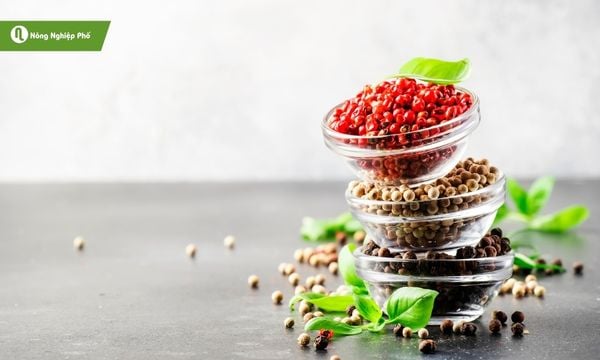 Tiêu hồng nổi bật giữa tiêu đen và tiêu xanh bởi sắc màu và hương vị độc đáo.