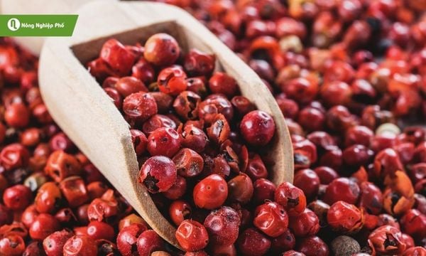 Tiềm năng phát triển cây tiêu hồng trong nông nghiệp Việt.