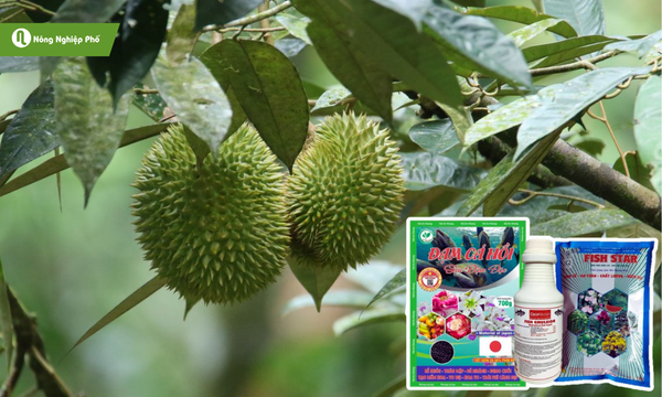 Đạm cá cung cấp đầy đủ dinh dưỡng cần thiết cho sầu riêng