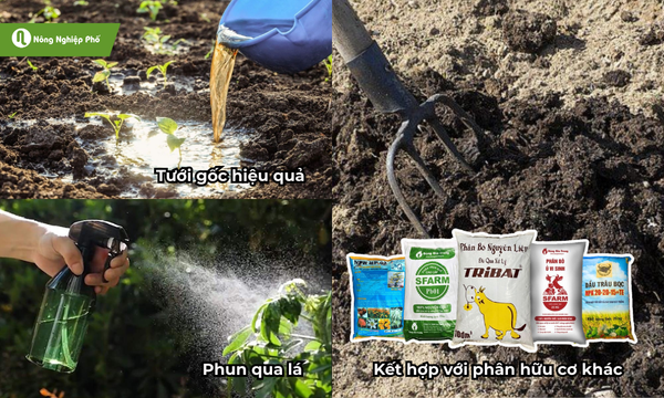 Các phương pháp sử dụng đạm cá cho cây trồng