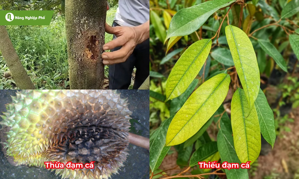 Quan sát kĩ để nhận biết cây đang thiếu hay thừa đạm cá