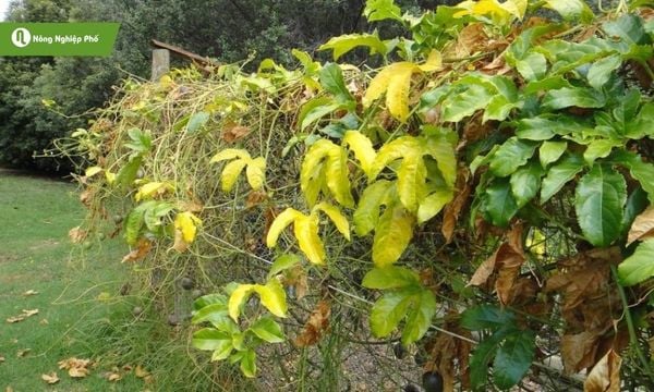 Dấu hiệu phát hiện chanh dây bị vàng lá