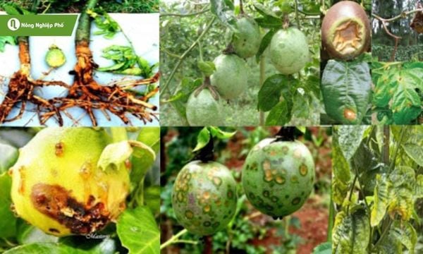 Dấu hiệu nhận biết cây chanh dây bị hại – lá vàng, rễ yếu, quả thối và xuất hiện đốm bệnh đặc trưng