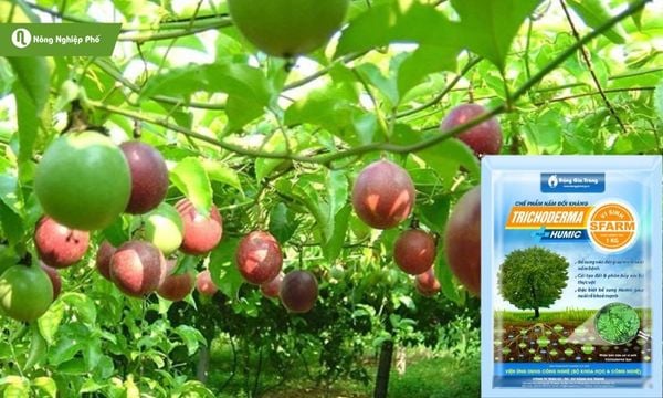 Sử dụng nấm đối kháng Trichoderma để phòng bệnh