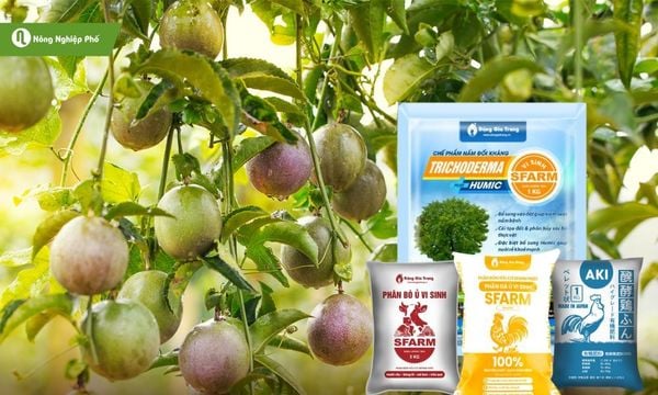 Thường xuyên bón phân hữu cơ hoai mục kết hợp Trichoderma để cải tạo đất.