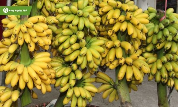 Nguồn gốc, ý nghĩa và đặc điểm nổi bật của chuối hồng ngự, đặc sản Bắc Bộ.