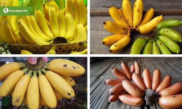 Chuối hồng ngự có hình thuôn, vỏ vàng hồng và kích thước vừa.