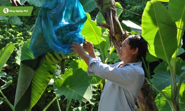 Các bước chăm sóc chuối hồng ngự giúp cây khỏe mạnh và cho quả chất lượng.