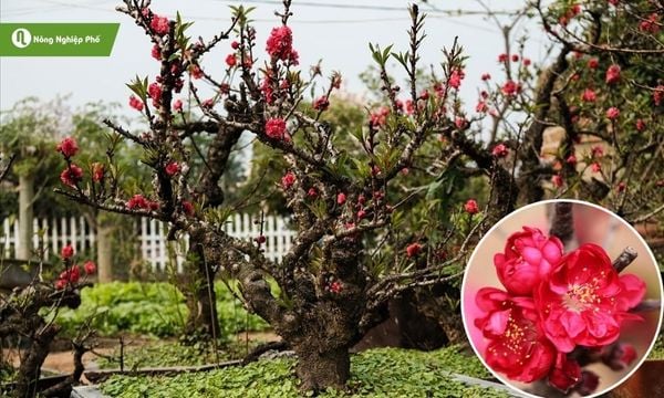 Hoa đào Thất Thốn mang màu đỏ rực rỡ