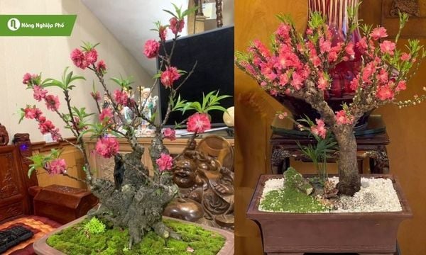 Đào thất thốn được ưu chuộng trong dịp Tết