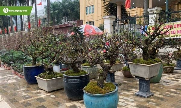 Trồng đào thất thốn trong chậu
