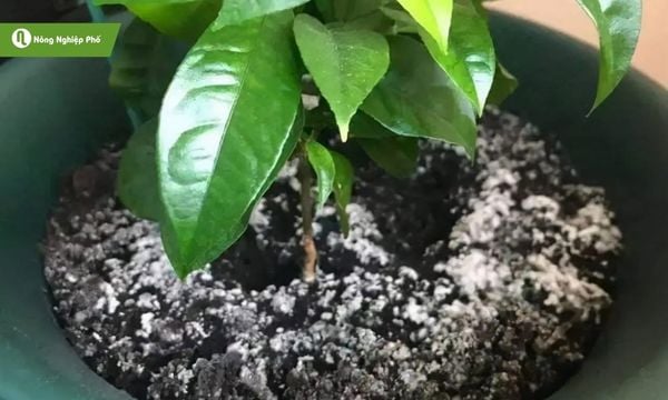 Mốc đất – kẻ thù thầm lặng của cây trồng.