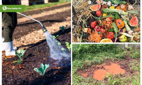 Các nguyên nhân gây ra việc đất trồng bị nấm mốc.