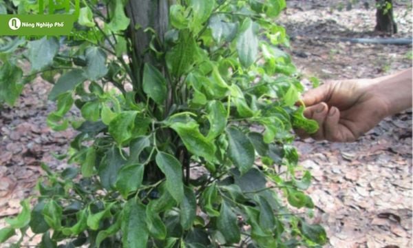 Triệu chứng hồ tiêu bị xoăn lá