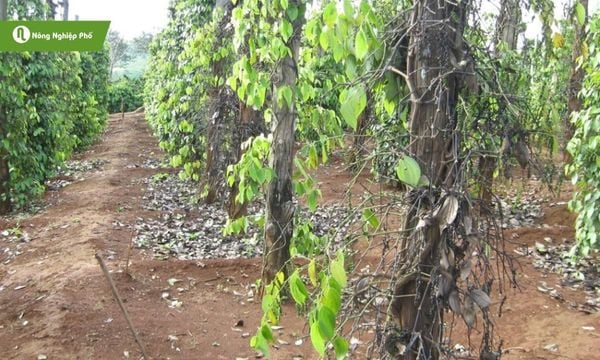 Hồ tiêu bị xoăn lá làm cây rụng lá, suy yếu, giảm năng suất nghiêm trọng