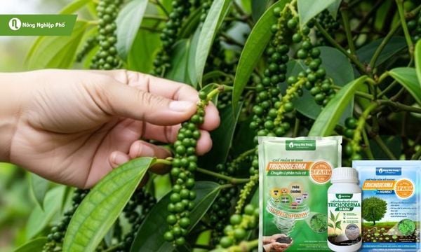 Sử dụng chế phẩm Trichoderma để tăng sức đề kháng cho cây