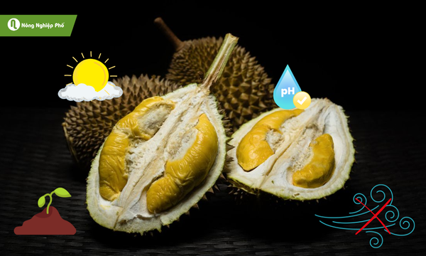 Những điều kiện để sầu riêng phát triển tốt ở miền Bắc