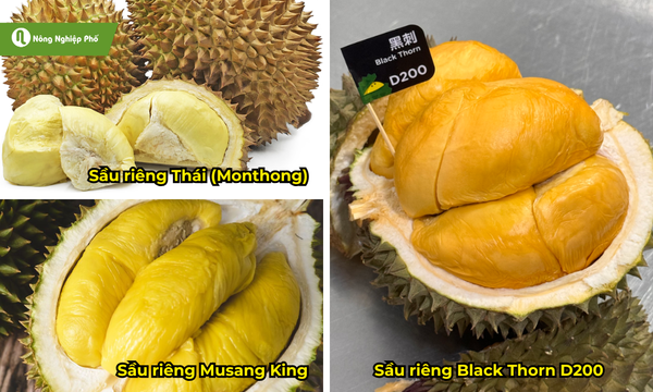 Một số loại sầu riêng được ưa chuộng ở Việt Nam