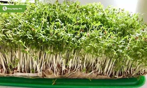 Chậu rau cần nhiều nắng để phát triển, cho rau đậm vị, giòn ngon.