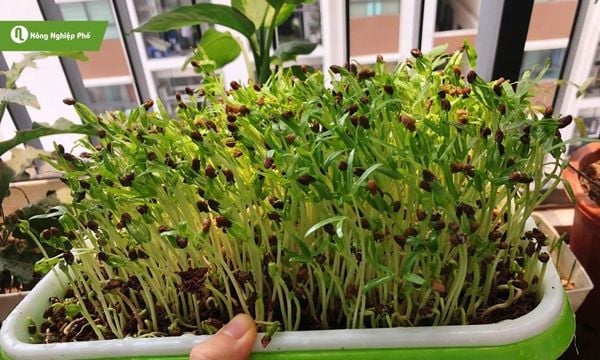 Chọn chậu trồng rau mầm có lòng nông khoảng 5cm và nhiều lỗ thoát nước.