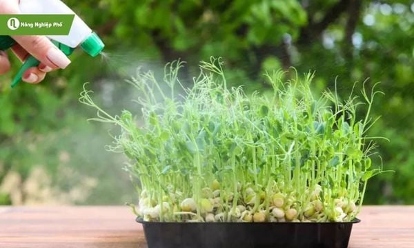Nên phun sương 2–3 lần/ngày tùy thời tiết để cây phát triển đều và giòn ngon.