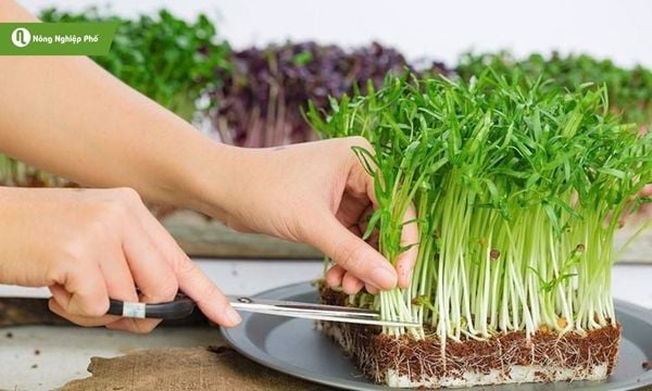 Rau mầm nên được dùng ngay sau khi thu hoạch để đảm bảo độ tươi ngon và giá trị dinh dưỡng cao nhất.