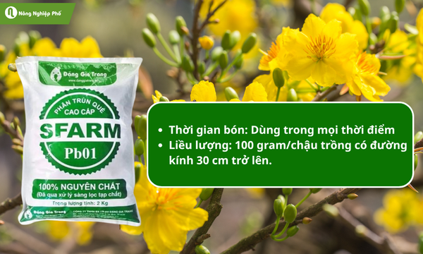 Phân trùn quế có hàm lượng dinh dưỡng cân đối giúp hoa mai to, cánh dày, nở đều