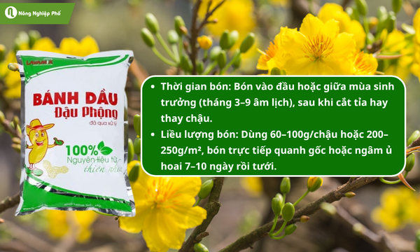Dinh dưỡng có trong phân bánh dầu được chuyển hóa dưới dạng dễ hấp thu cho cây mai