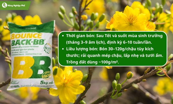 Phân bounce back có hàm lượng hữu cơ cao cải thiện đất tốt