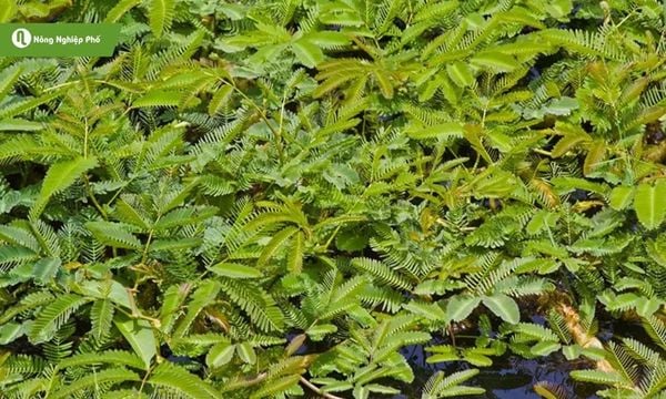Rau nhút mọc nổi trên ao
