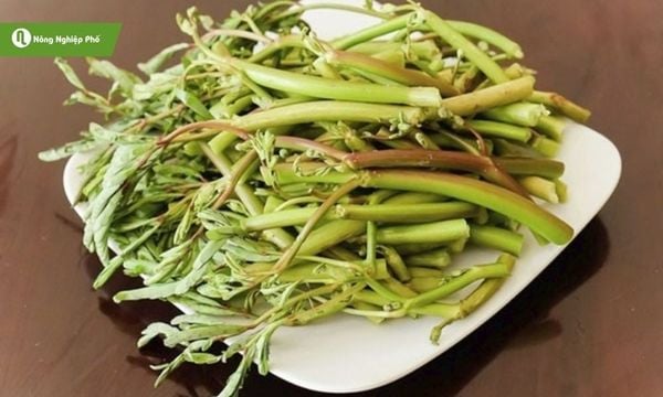 Rau nhút ăn sống giữ được&nbsp;vị ngọt tự nhiên
