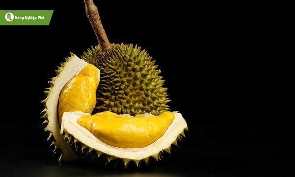 Từ nguồn gốc đến tên gọi, Musang King luôn được xem là vua sầu riêng.