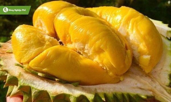 Cơm vàng óng, mịn dẻo và hương thơm nồng nàn tạo nên hương vị Musang King khó quên.