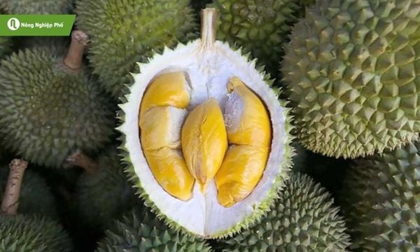 Chọn Musang King ngon với mẹo đơn giản, cơm vàng và hương thơm tự nhiên.