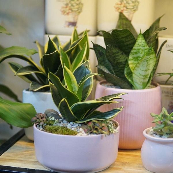 Quà tặng mẹ 20/10 với Cây cảnh phong thủy