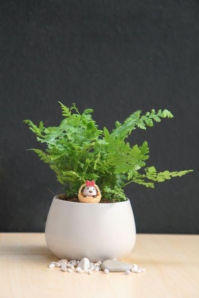 Quà 8/3 cho cô giáo - Cây để bàn mini