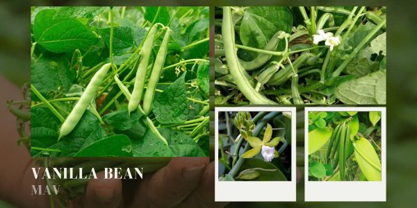 quả vanilla tươi