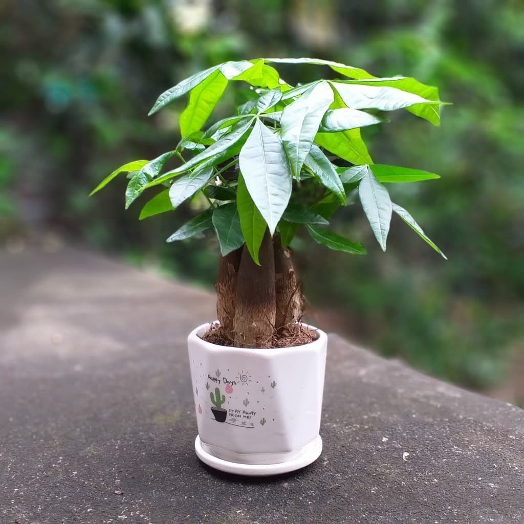 vật phẩm phong thủy cho người mệnh mộc