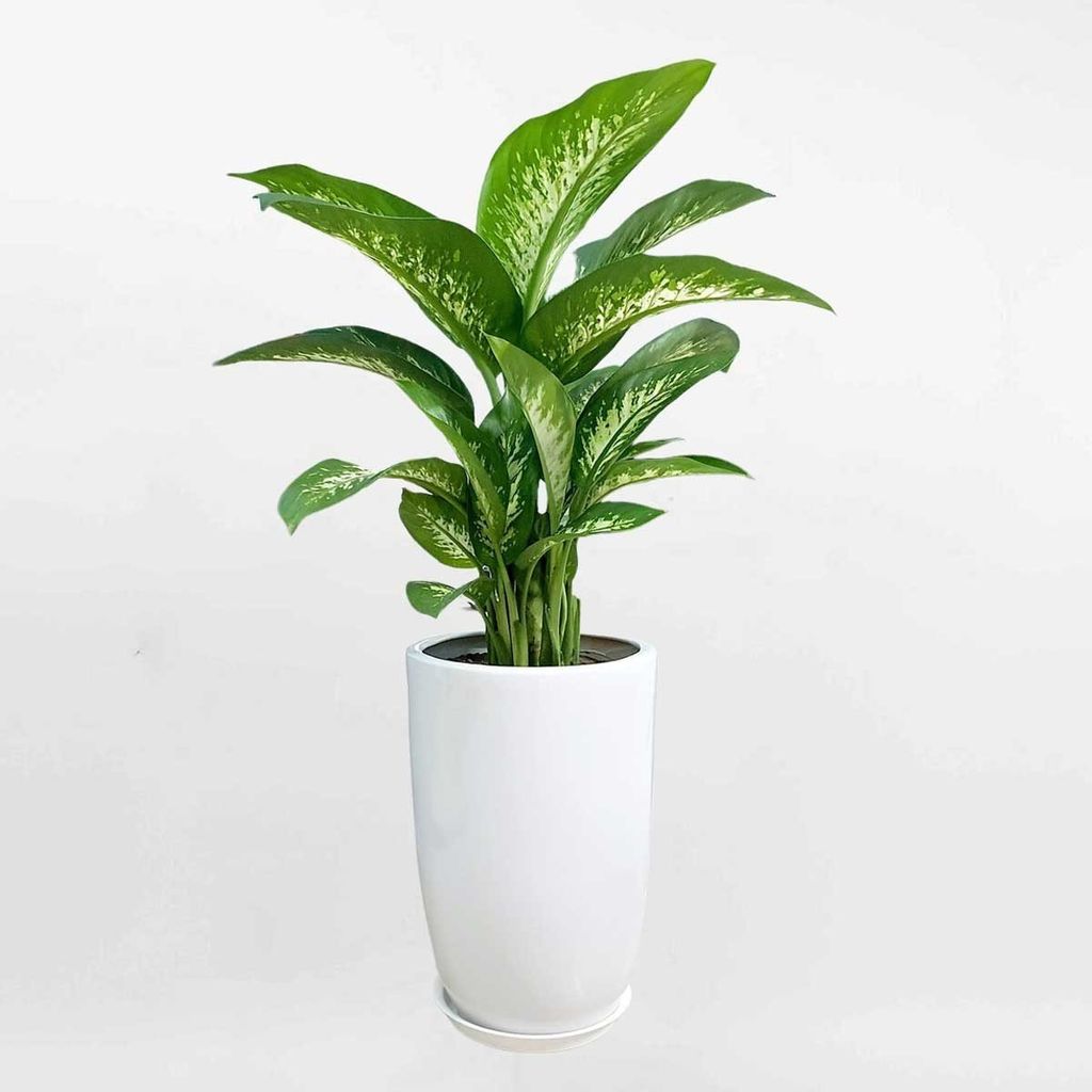 vật phẩm phong thủy cho người mệnh mộc