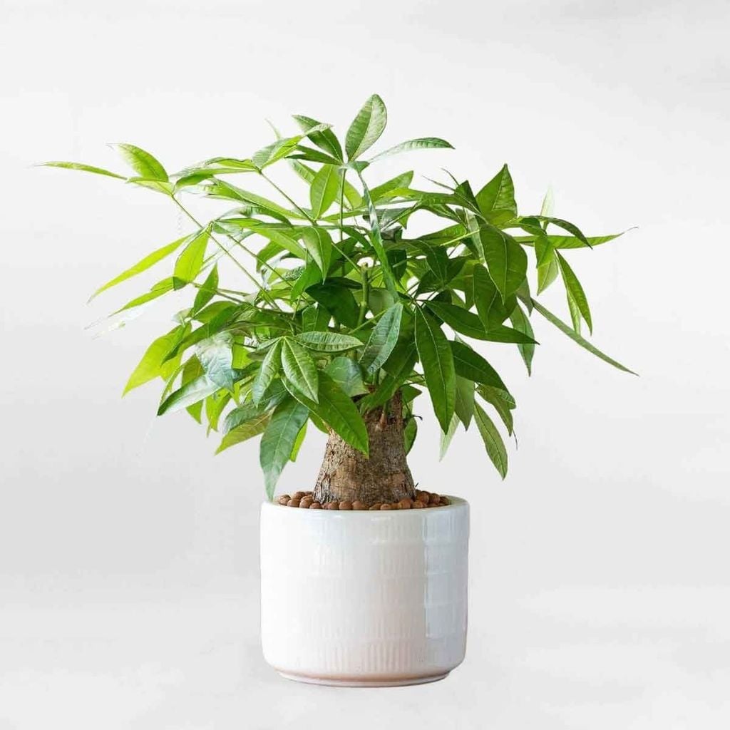 quà tặng khai trương trung tâm ngoại ngữ