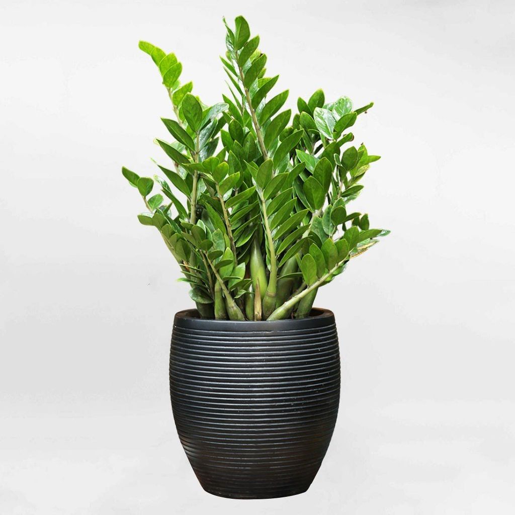 vật phẩm phong thủy cho người mệnh thủy