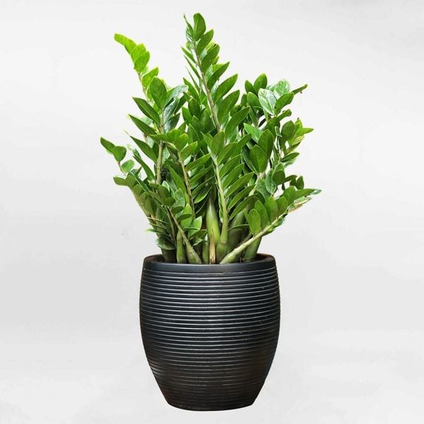 vật phẩm phong thủy cho người mệnh thổ