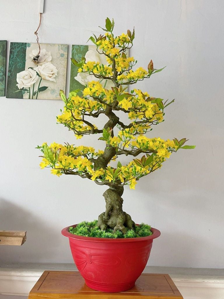 quà Tết cho bố mẹ chồng