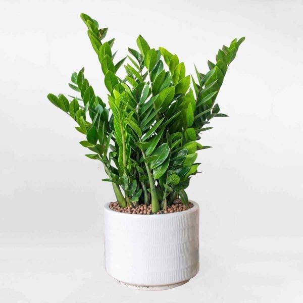 vật phẩm phong thuỷ mệnh hoả