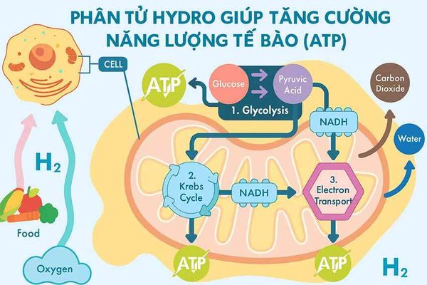 Năng lượng tế bào ATP