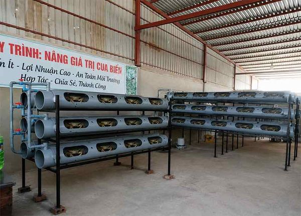 nuôi cua công nghệ RAS